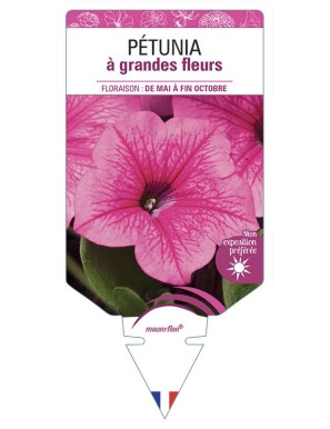 PÉTUNIA À GRANDE FLEUR (rose)