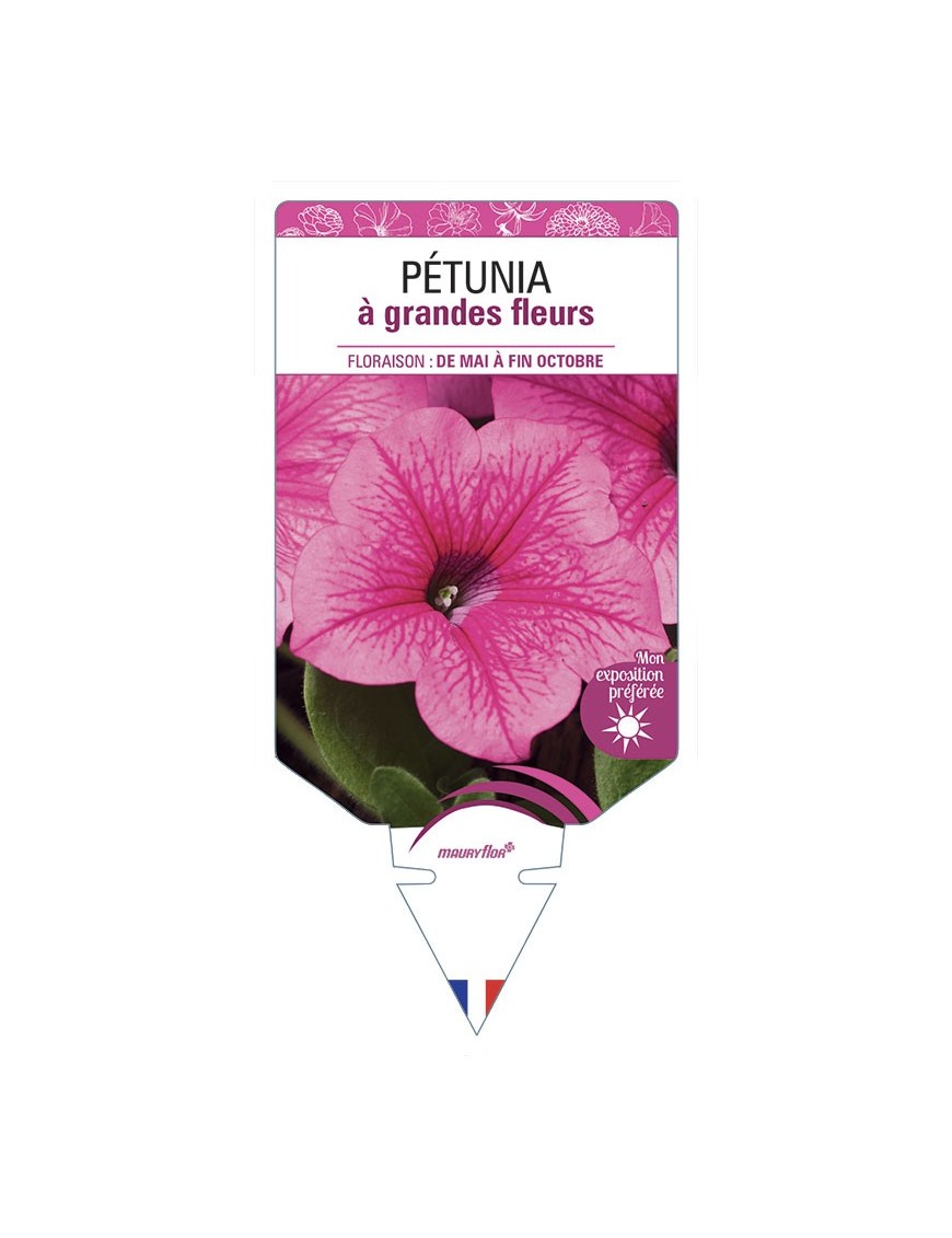 PÉTUNIA À GRANDE FLEUR (rose)