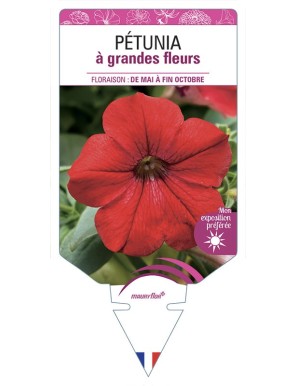 PÉTUNIA À GRANDE FLEUR (rouge)