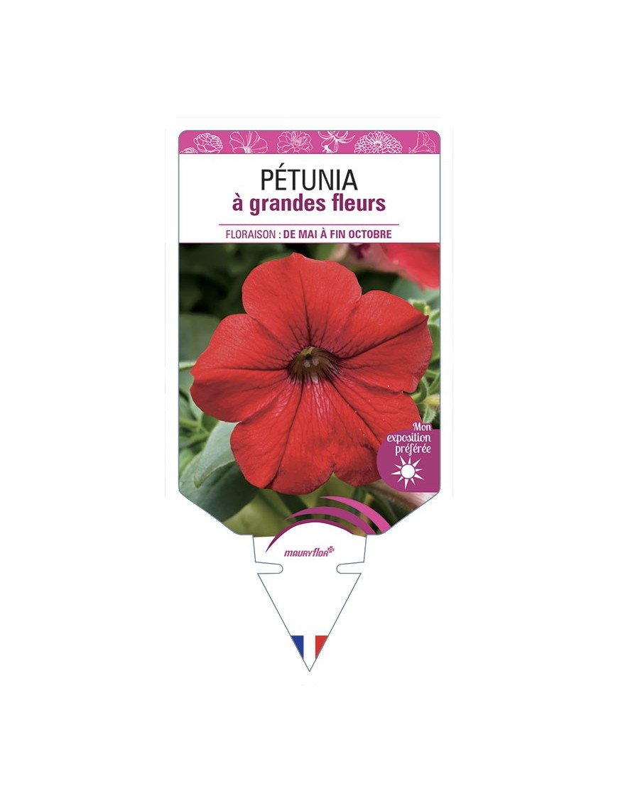 PÉTUNIA À GRANDE FLEUR (rouge)