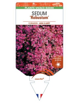 SEDUM Robustum