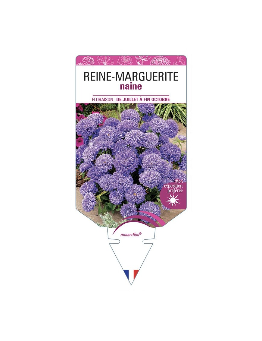 REINE-MARGUERITE NAINE (varié)