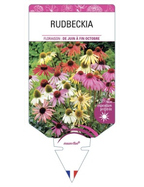 RUDBECKIA (varié)