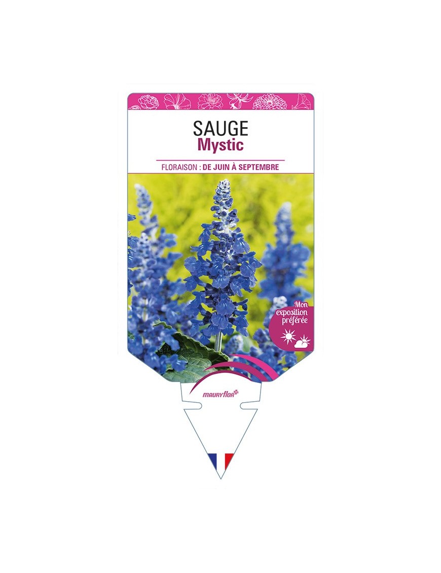 SAUGE Mystic