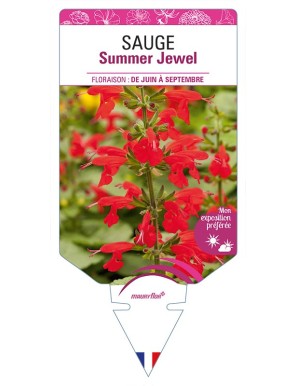 SAUGE Summer Jewel