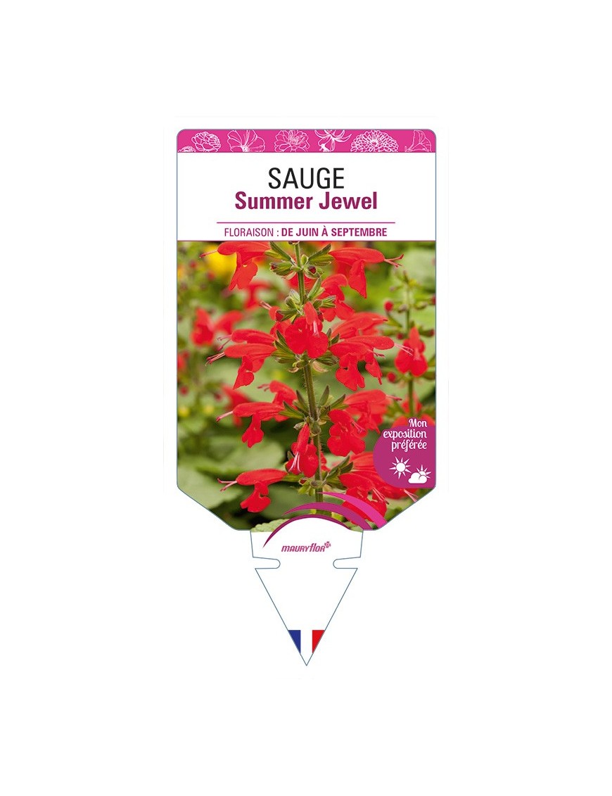 SAUGE Summer Jewel