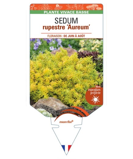 SEDUM rupestre Aureum