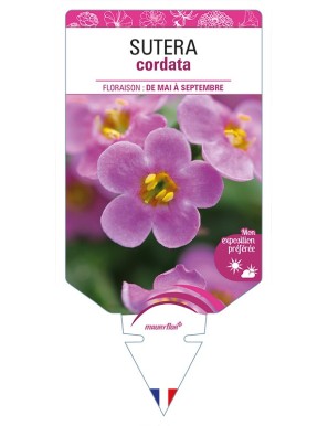 SUTERA cordata