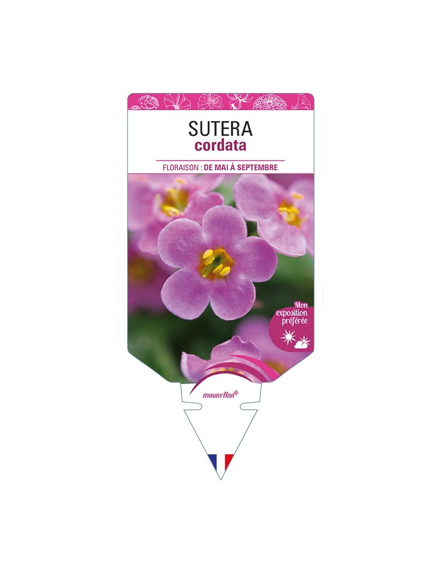 SUTERA cordata