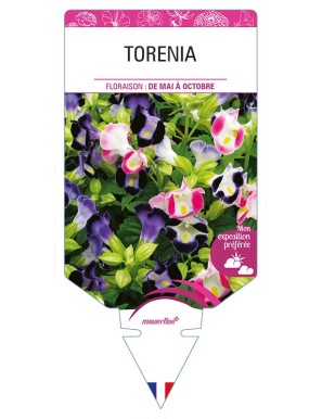 TORENIA