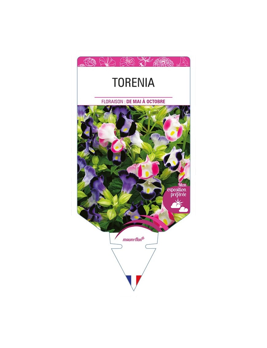 TORENIA