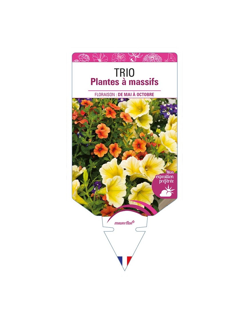 TRIO Plantes à massifs