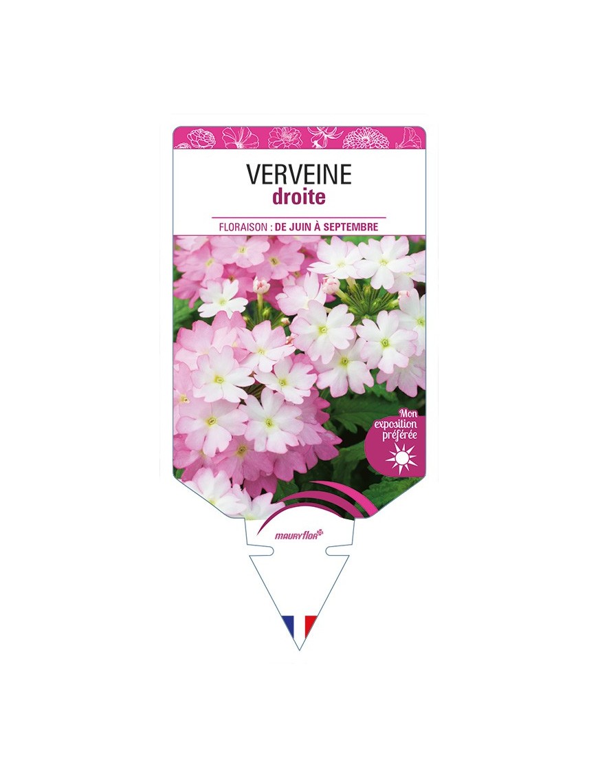 VERVEINE droite