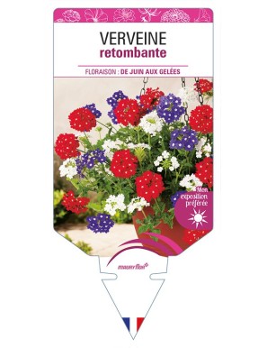 VERVEINE retombante (variée)