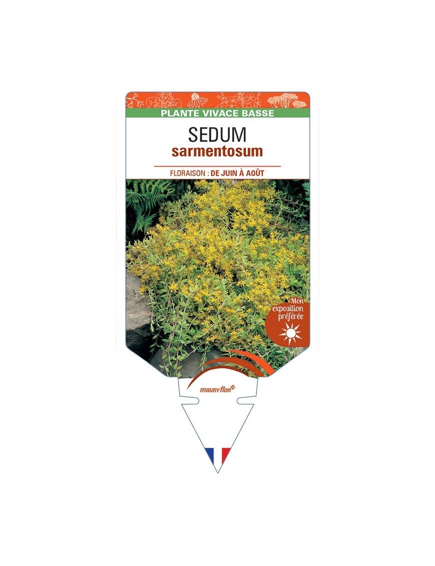 SEDUM sarmentosum