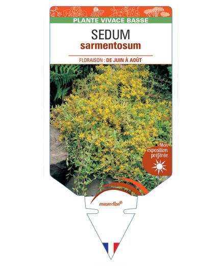 SEDUM sarmentosum
