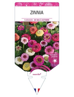 ZINNIA