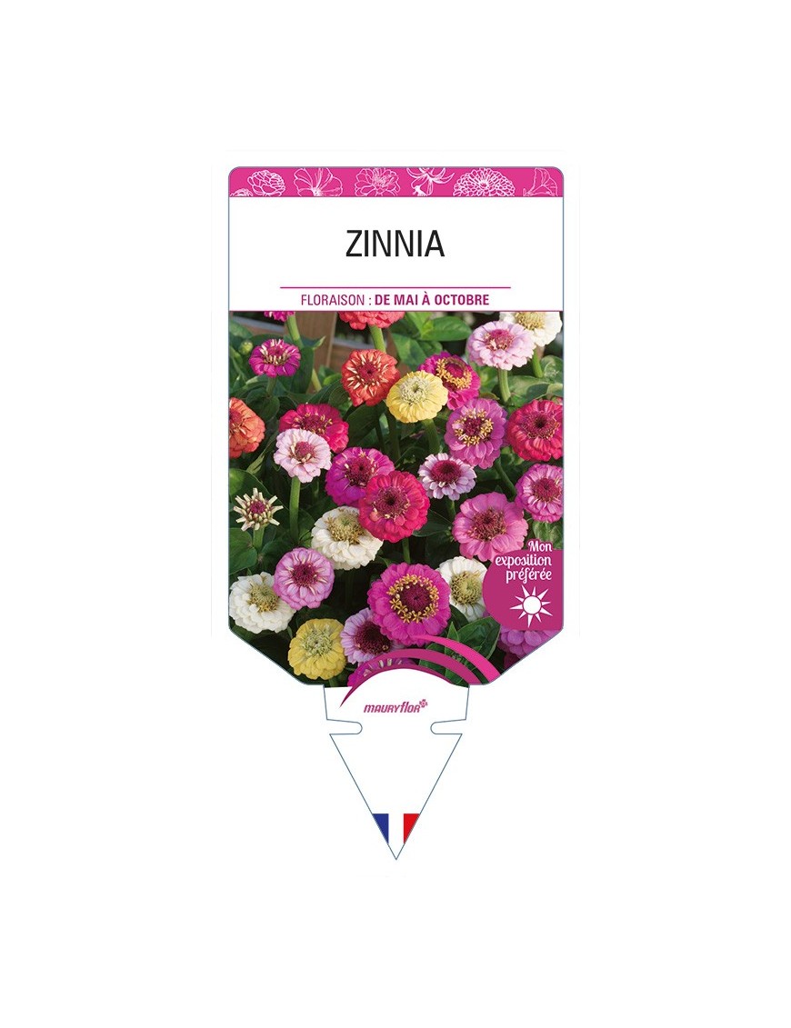 ZINNIA