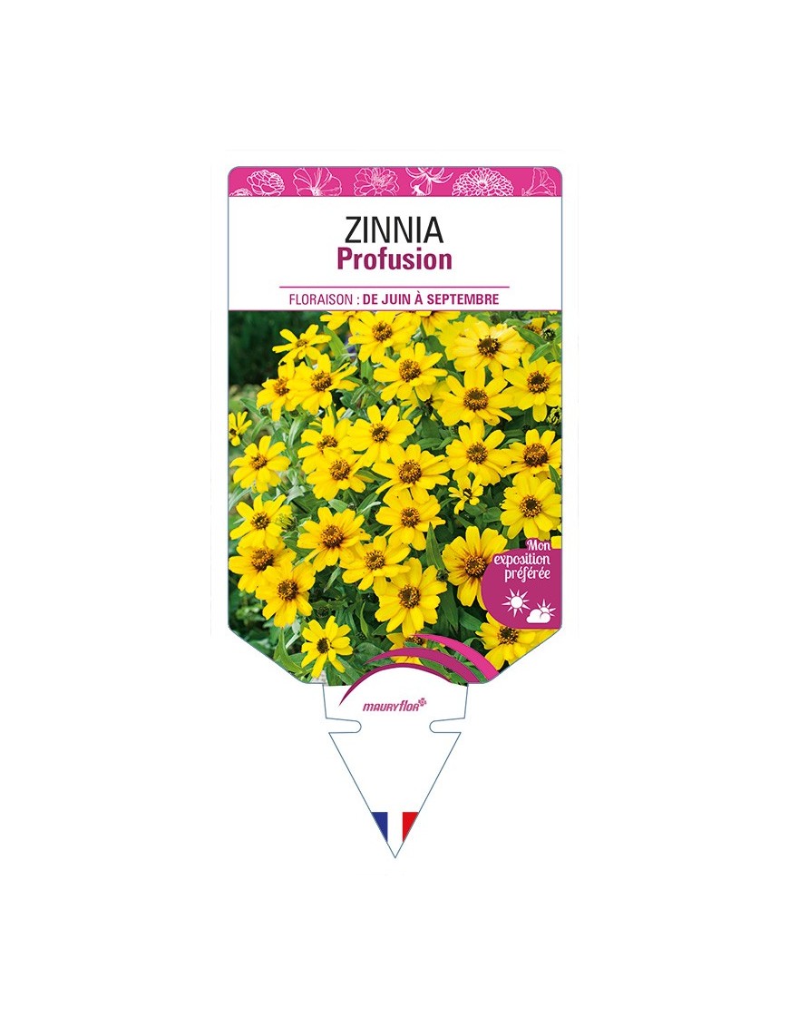 ZINNIA Profusion