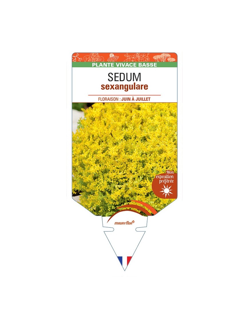 SEDUM sexangulare