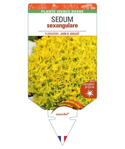 SEDUM sexangulare