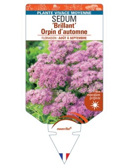 SEDUM (spectabile) 'Brilliant' Orpin d’automne (rose) *