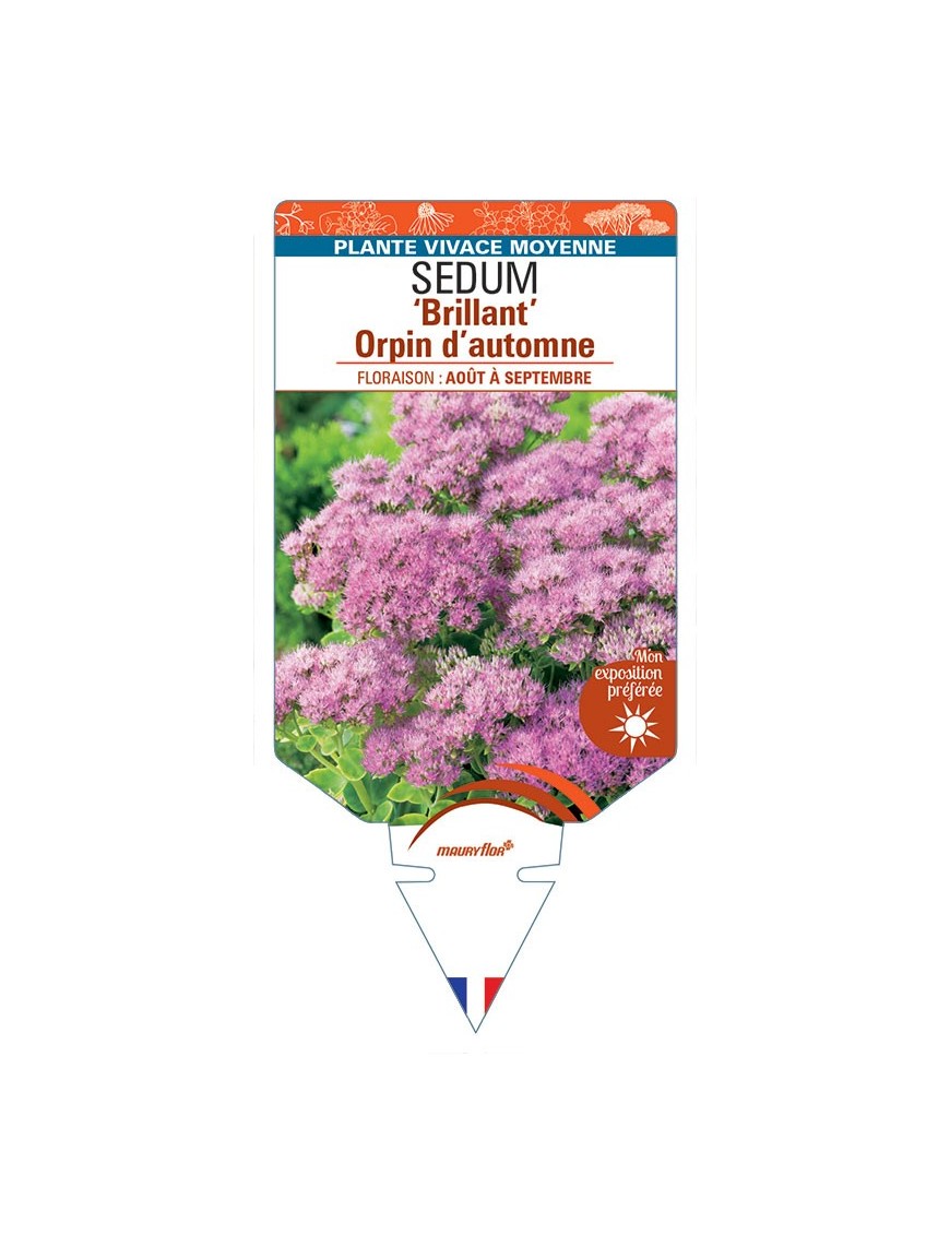 SEDUM (spectabile) 'Brilliant' Orpin d’automne (rose) *
