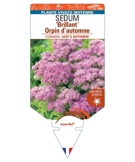 SEDUM (spectabile) 'Brilliant' Orpin d’automne (rose) *