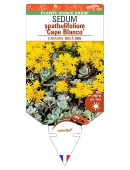 SEDUM spathulifolium Cape Blanco