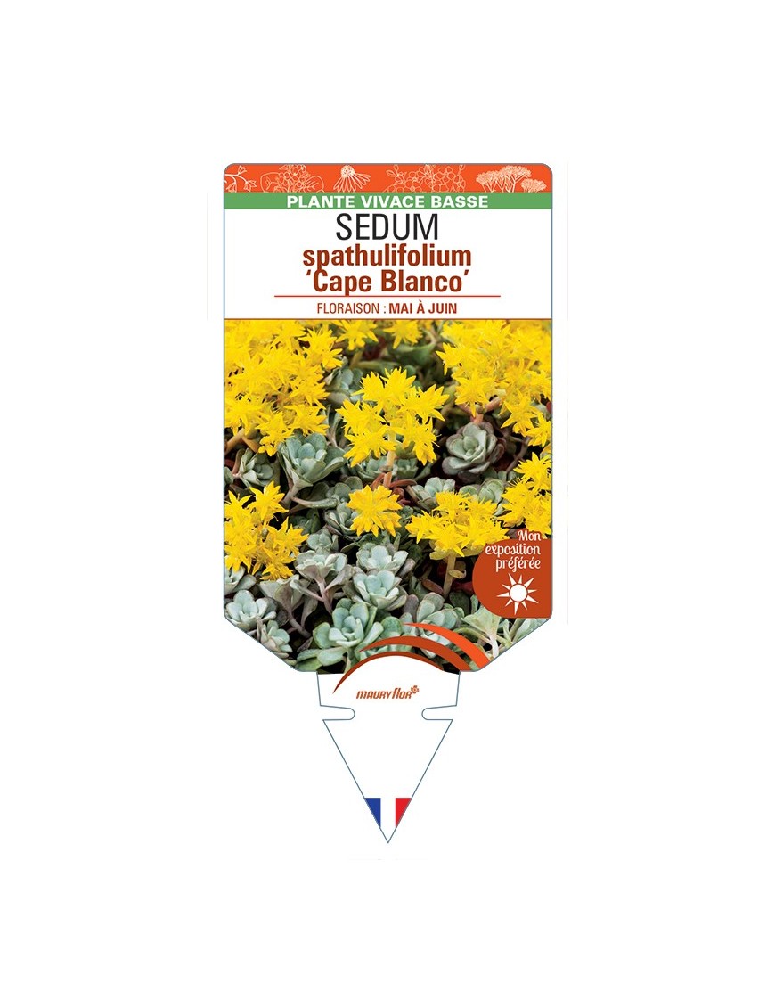 SEDUM spathulifolium Cape Blanco