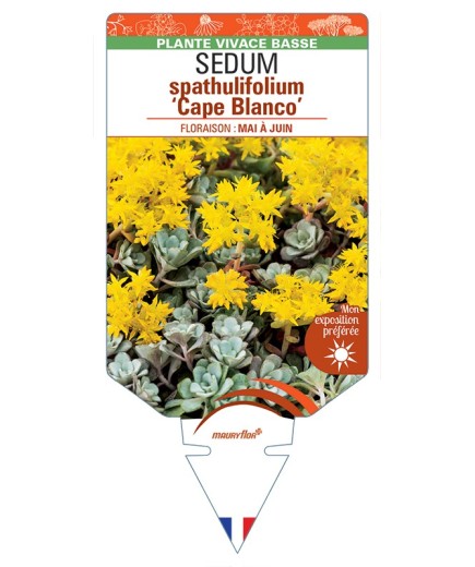 SEDUM spathulifolium Cape Blanco