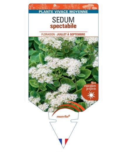 SEDUM SPECTABILE (blanc)