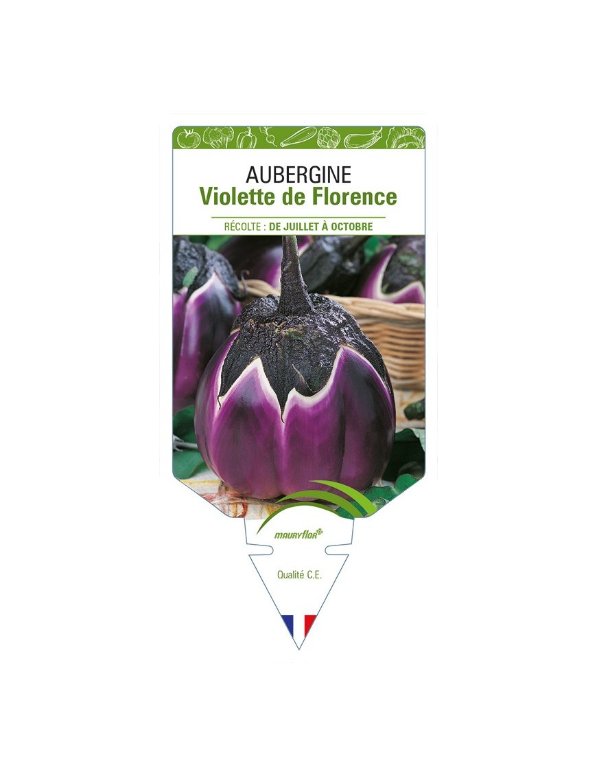 Aubergine Violette de Florence