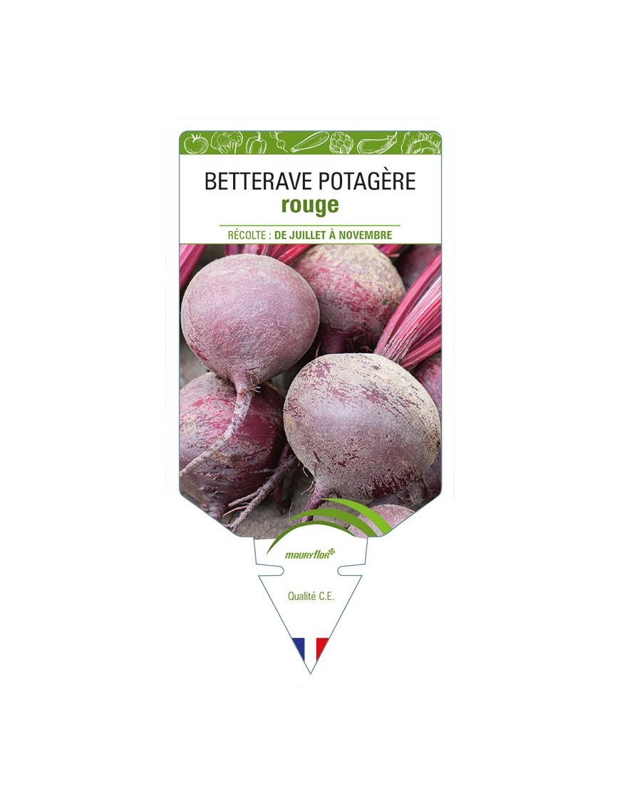 Betterave ROUGE ronde