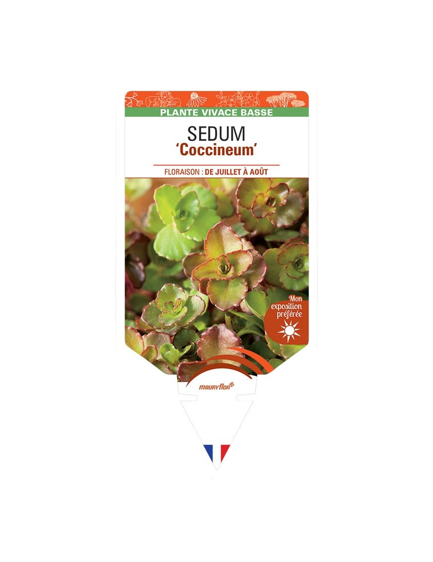 SEDUM Spurium Coccineum