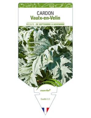 Cardon Vaulx-en-Velin