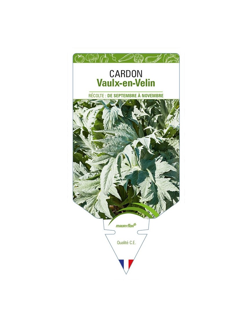 Cardon Vaulx-en-Velin
