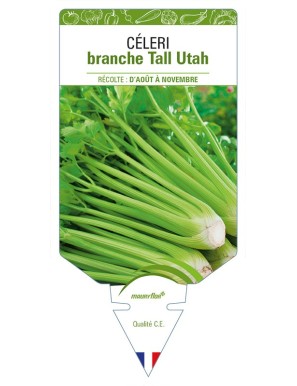 Céleri branche Tall Utah