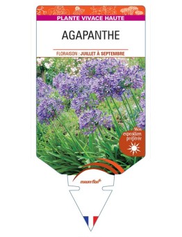 AGAPANTHUS africanus voir AGAPANTHE (bleue)