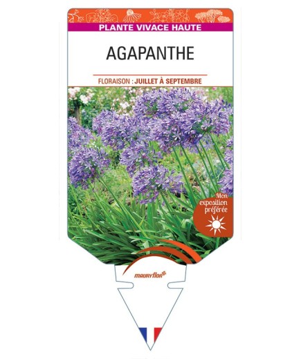 AGAPANTHUS africanus voir AGAPANTHE (bleue)