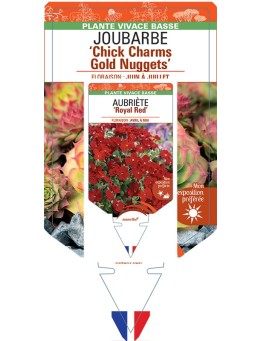SEMPERVIVUM Chick Charms Gold Nuggets voir Joubarbe