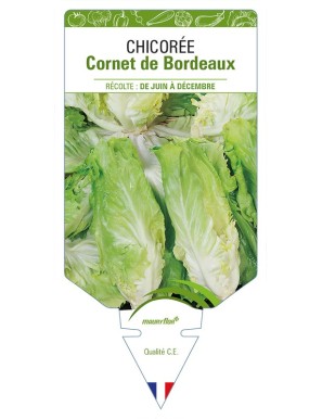 Chicorée Cornet de Bordeaux