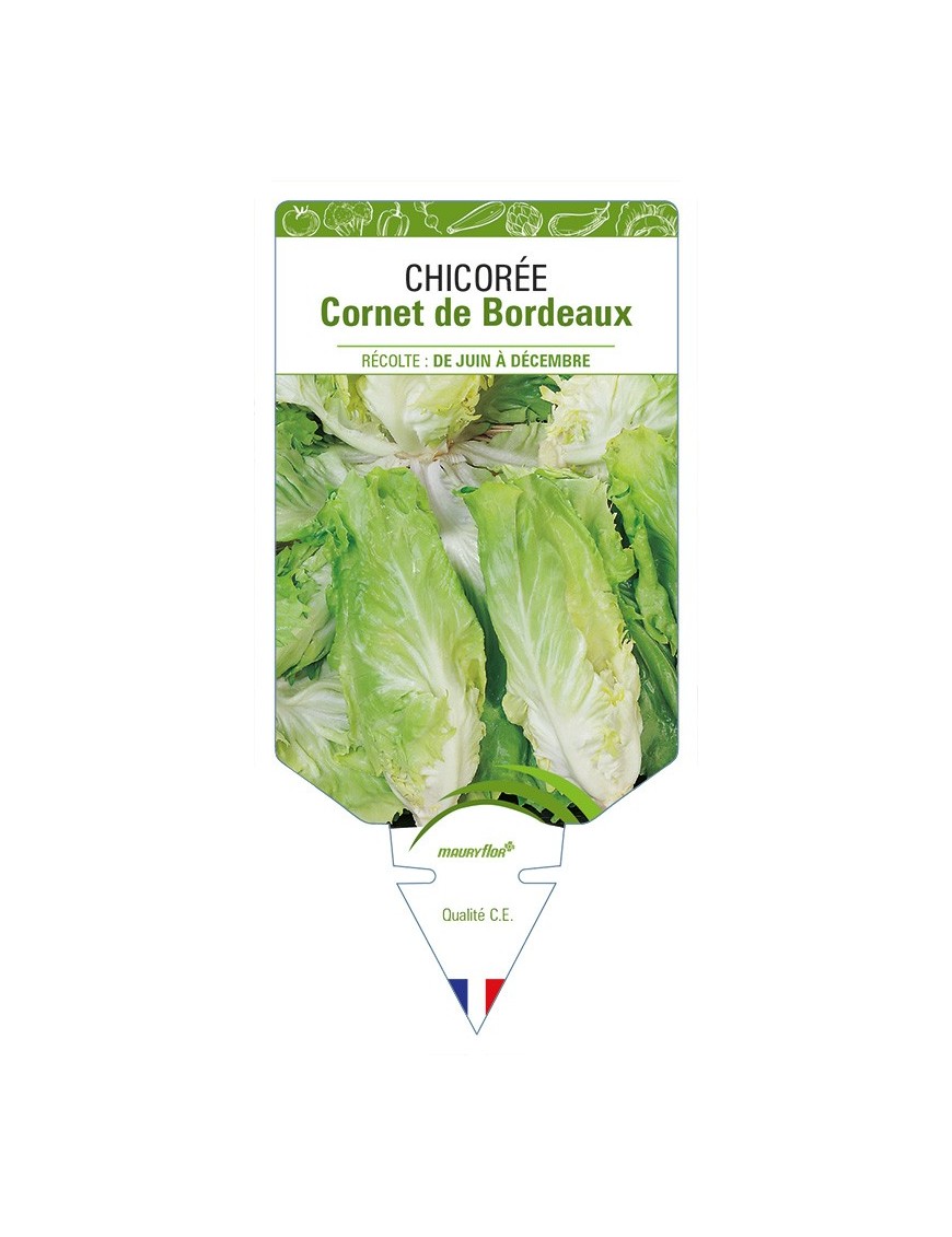 Chicorée Cornet de Bordeaux