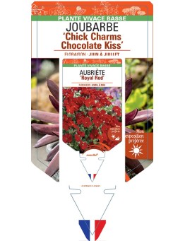SEMPERVIVUM Chick Charms Chocolate Kiss voir Joubarbe