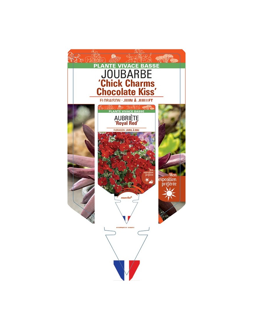 SEMPERVIVUM Chick Charms Chocolate Kiss voir Joubarbe