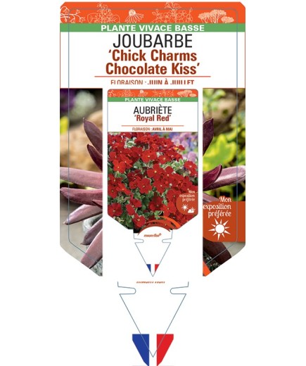 SEMPERVIVUM Chick Charms Chocolate Kiss voir Joubarbe