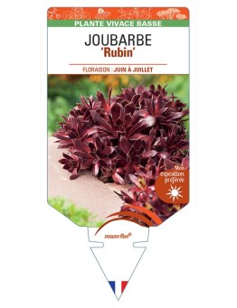 SEMPERVIVUM RUBIN voir Joubarbe