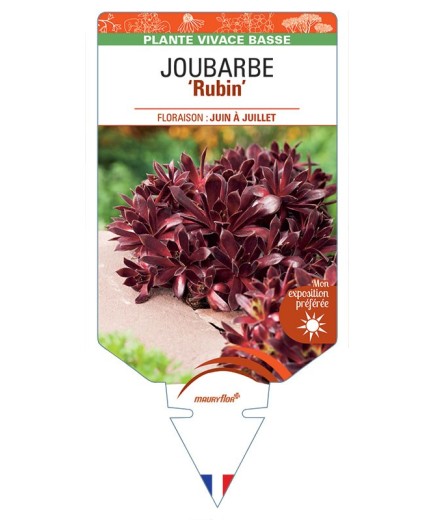 SEMPERVIVUM RUBIN voir Joubarbe