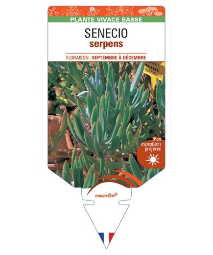 SENECIO serpens