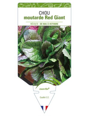 Chou moutarde Red Giant
